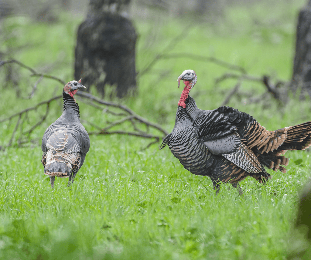 Two Turkeys on the grass