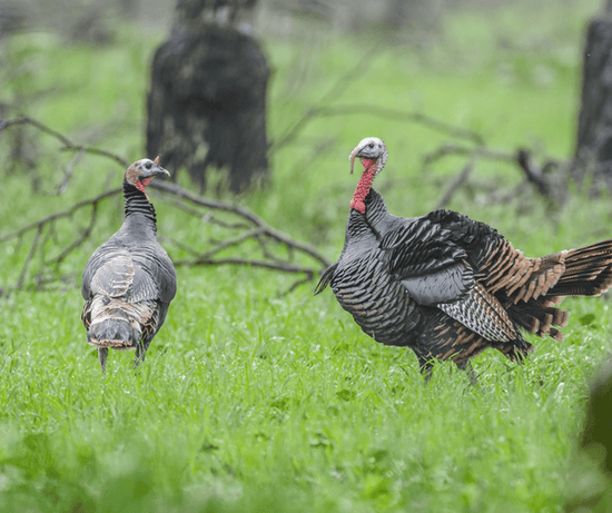 Two Turkeys on the grass